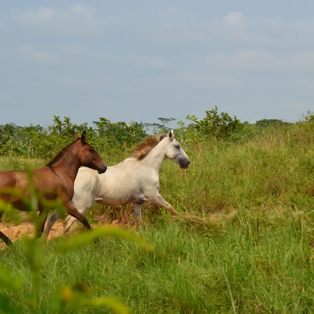 Two horses gallop through a vibrant green pasture, showcasing freedom and energy.