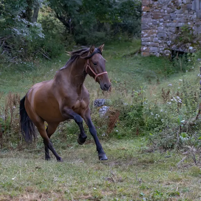 A powerful horse galloping through a green meadow near an ancient stone wall.