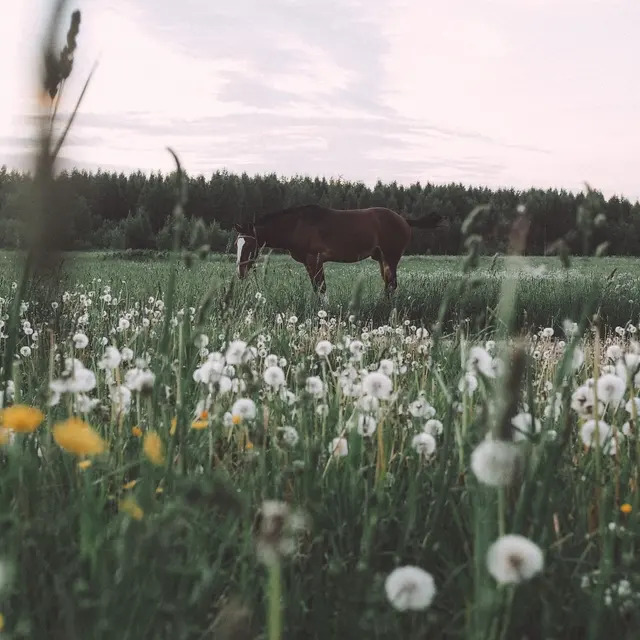 Serene scene of a horse grazing among wildflowers in a lush green meadow under a twilight sky.