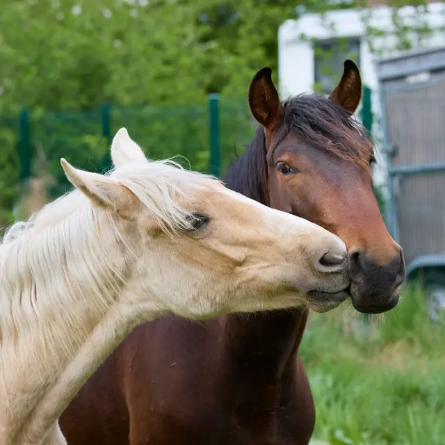 A tender moment captured between a bay and a palomino horse in a green field.