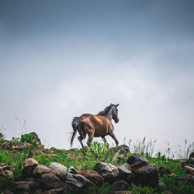 A lone horse gallops on a grassy hill under a cloudy sky, surrounded by rocks.