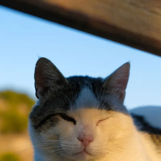 Close-up of a cat basking in sunlight, perfect for pet and nature themes.