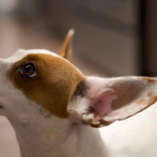 Adorable Jack Russell Terrier gazing upwards indoors. Perfect pet shot.