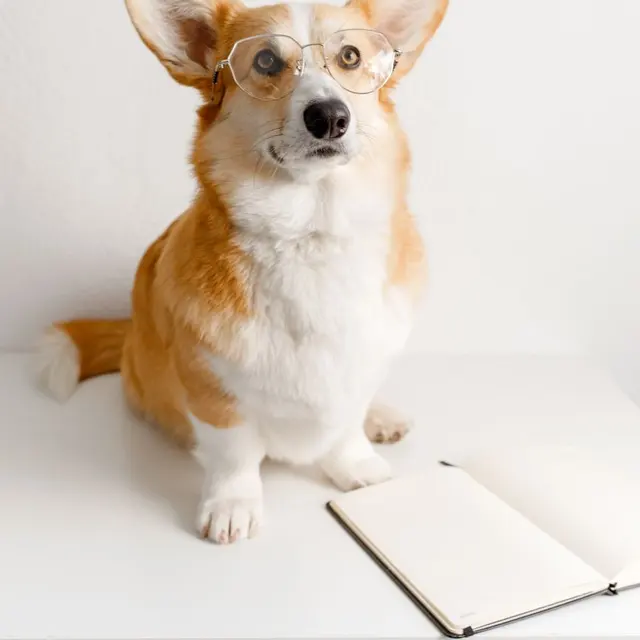 Adorable corgi wearing eyeglasses sitting with an open notebook on a white background.