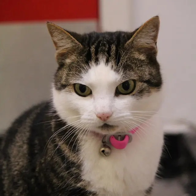 Close-up of a domestic cat wearing a pink collar, showcasing its cute expression indoors.