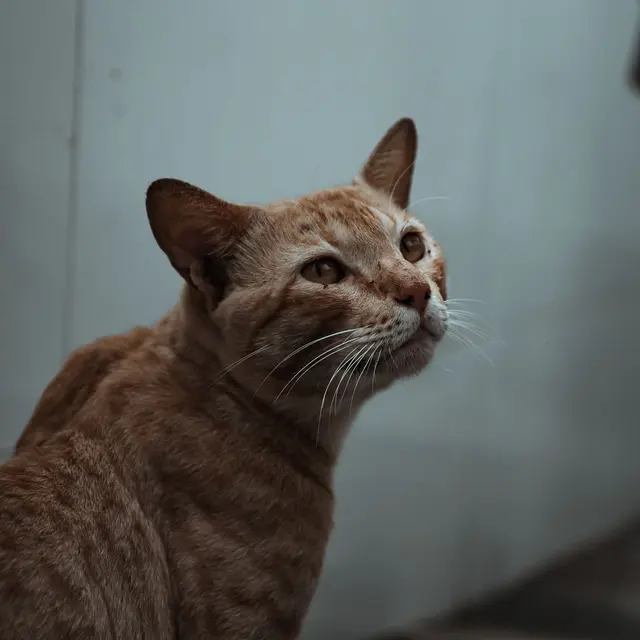 Intimate close-up of a ginger tabby cat looking contemplative indoors.