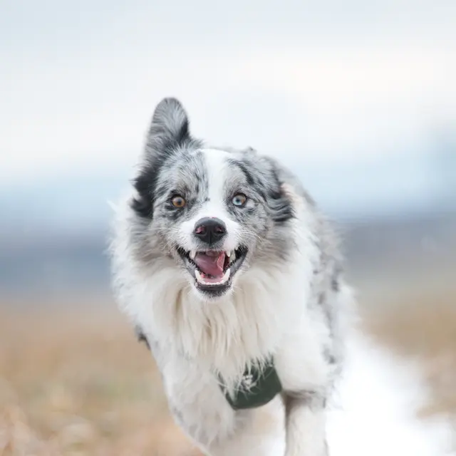 A joyful Border Collie running energetically across a snowy field in Slovakia.
