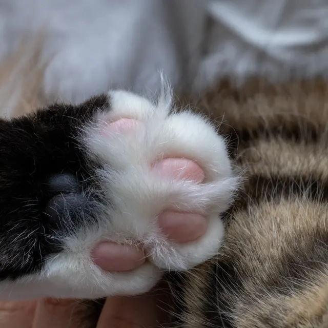 A detailed view of two fluffy cat paws resting on a blanket.