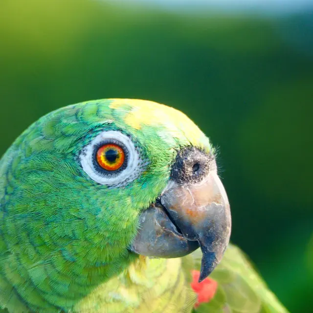 Vivid close-up of a green parrot with striking orange eyes against a blurred background.