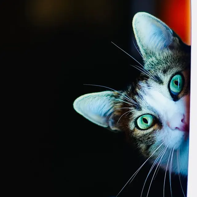 A curious tabby cat with green eyes peeking playfully from behind a door.