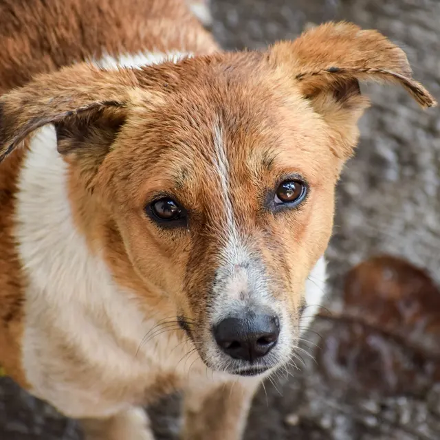 A close-up portrait of a wet mixed breed dog with soulful eyes, outdoors.