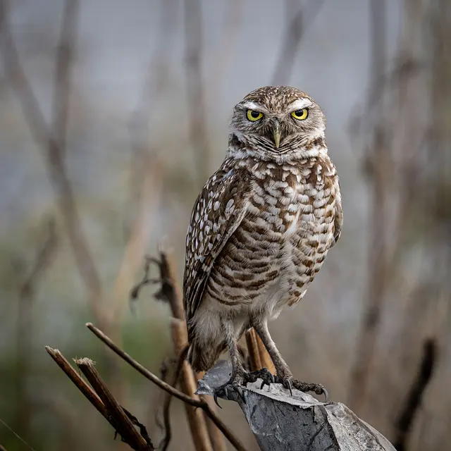 Stunning close-up of a burrowing owl perched among reeds, showcasing its vivid yellow eyes.