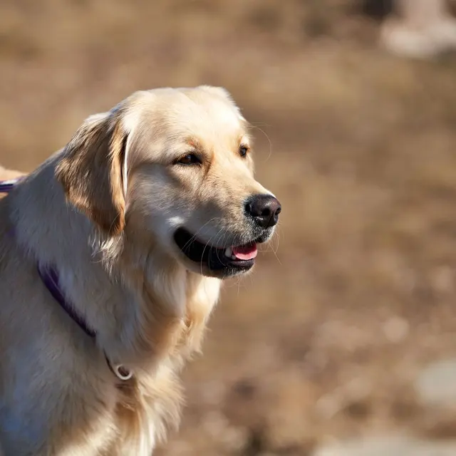 Adorable golden retriever close-up in a sunlit outdoor setting showcasing its playful demeanor.