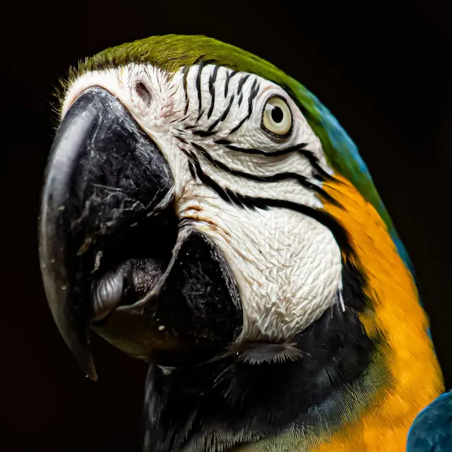 Intense close-up of a Blue-and-yellow Macaw parrot in Bonito, Brazil.