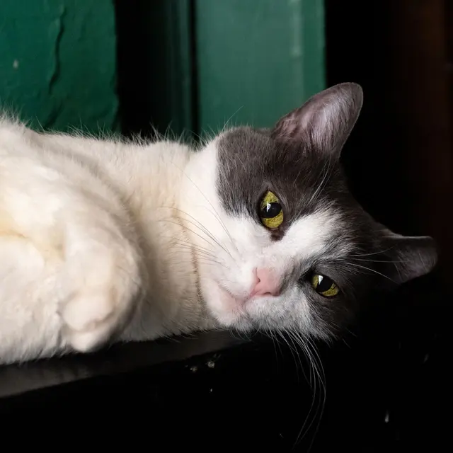 A grey and white domestic cat lounging indoors with a serene expression.