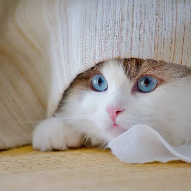 Adorable cat with blue eyes peeking from under a cozy blanket indoors.
