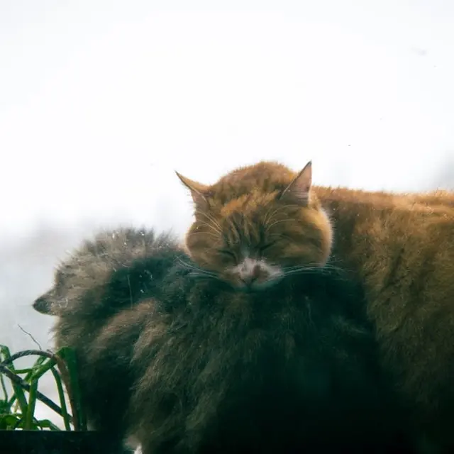Two cats cuddle on a windowsill indoors, creating a warm winter scene.