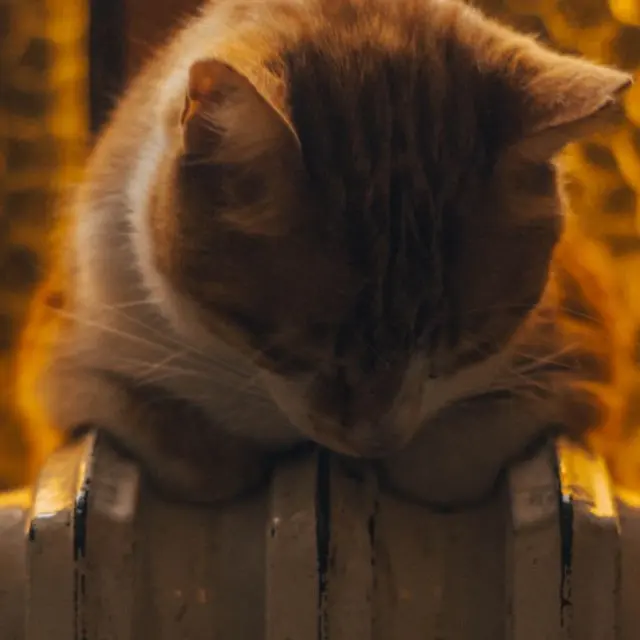 A ginger cat peacefully resting on a classic radiator with warm lighting.