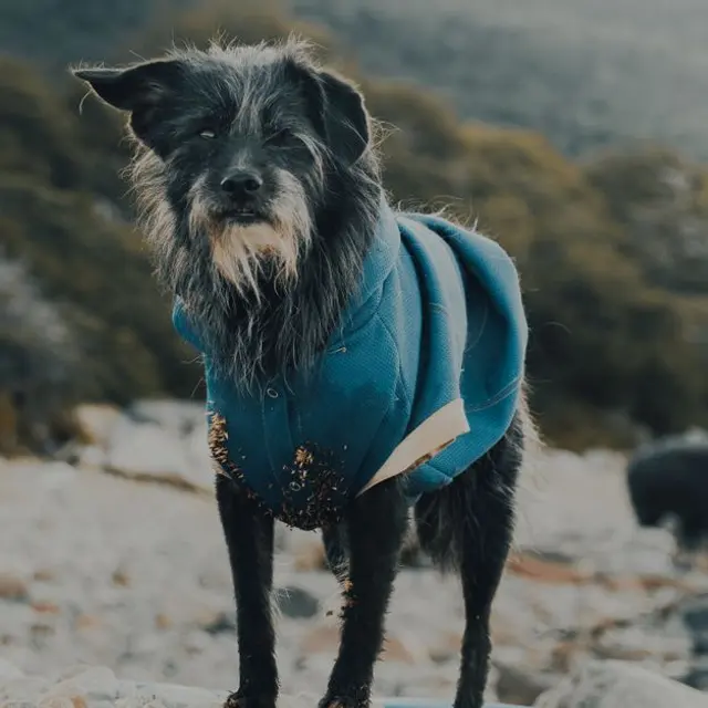 A scruffy dog wearing a blue jacket stands on a rocky path outdoors.