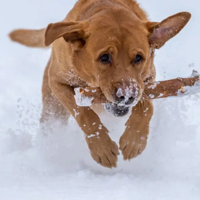 Ginger Labrador running through snow with a stick, showcasing joy and energy.