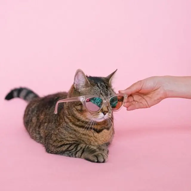 A playful tabby cat wearing sunglasses is captured on a vibrant pink backdrop.