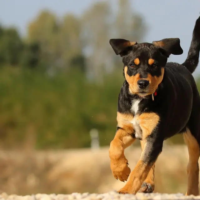 Black and tan puppy running on a sunny day, showcasing energy and playfulness in the outdoors.