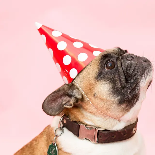 Adorable French Bulldog wearing a party hat against a pink background.