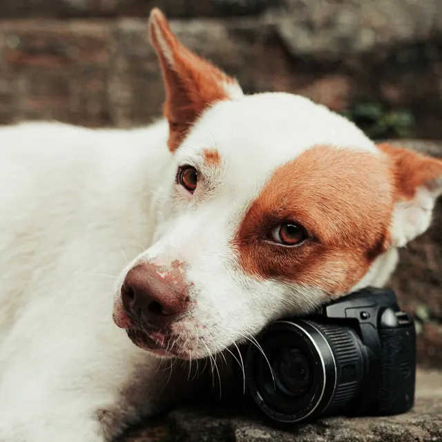 Adorable brown and white dog lounging with a camera on steps outdoors.