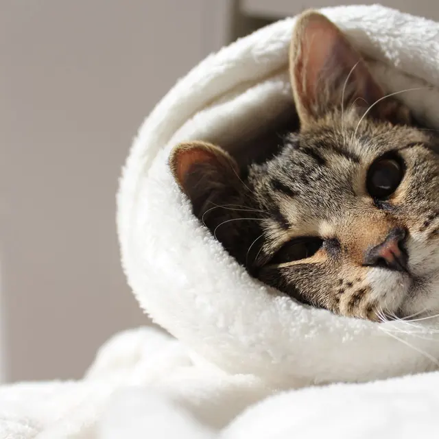 Close-up of a cute cat wrapped in a fluffy white blanket, looking cozy and warm.