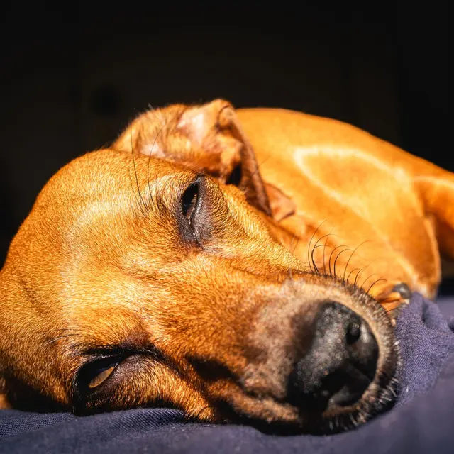 A brown dog peacefully lying on a blanket in warm sunlight indoors, showcasing its relaxed demeanor.