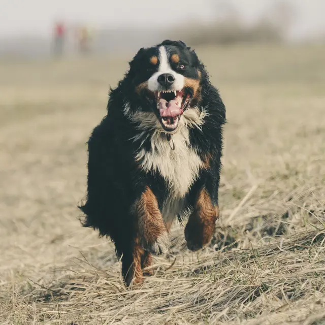 A playful Bernese Mountain Dog runs joyfully through a grassy field, showcasing energetic movement.